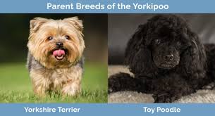 yorkipoo yorkshire terrier toy