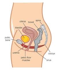 pelvic floor muscle exercises in the