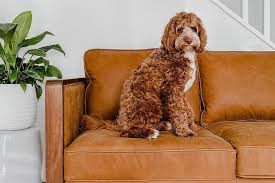 Choosing A Pet Friendly Sofa Lounge