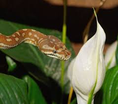 snake morelia bredli carpet python