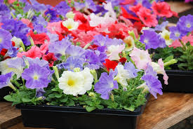 grow petunias care growing tips