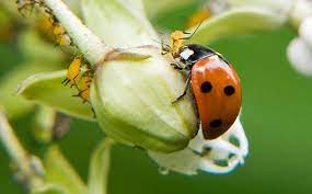 using ladybugs in the garden and