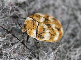 types of damage done by carpet beetles