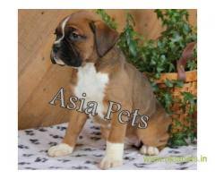 Find a boxer on gumtree, the #1 site for dogs & puppies for sale classifieds ads in the uk. Boxer Puppies For Sale In Thiruvananthapuram On Best Price Asiapets