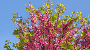 77 flowering trees with names and pictures