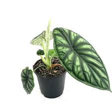 You will notice that these pests are in your plant by looking for cotton patches along the joint between the stem and leaves. Pin On Plent Wish List