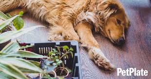 plants are toxic to my dog