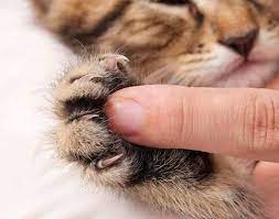cats ingrown nails what you should