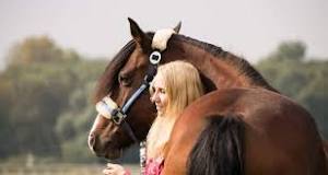 how-do-horses-show-affection-to-their-owners