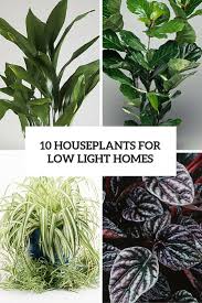 10 Best And Easy To Grow Houseplants For Low Light Homes