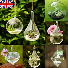 Uk Hanging Glass Ball Vase Flower Plant