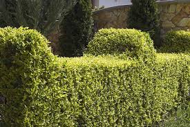 The Best Shrubs For Creating Hedges