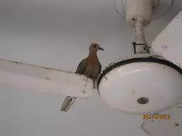 doves nesting on an electric fan for years