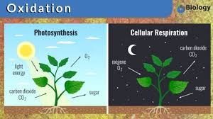 The oxidation number is synonymous with the oxidation state. Oxidation Definition And Examples Biology Online Dictionary