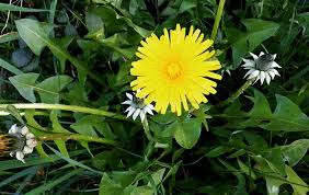 dandelion foraging for culinary and