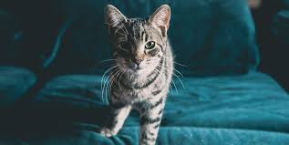 Ukpets found the following oriental for sale in the uk. The 15 Best Cat Breeds For First Time Owners Affectionate Pet Cats