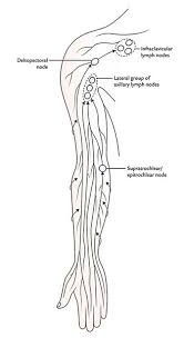 Easy Notes On Lymphatic Drainage Of The Upper Limb