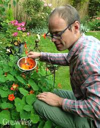 annual flowers for your vegetable garden