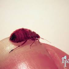 6 ways to kill bed bugs that really