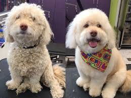 Maybe you would like to learn more about one of these? Best Dog Grooming Clippers Wipes And Supplies According To Groomers