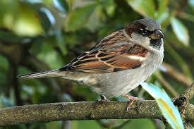 House Sparrow Tiu New Zealand Birds