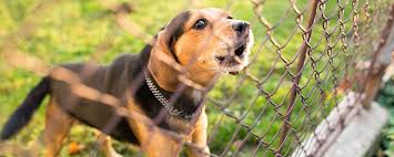 Dog Fences A Homeowners Guide To