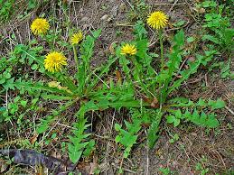 backyard biodiversity dandelions