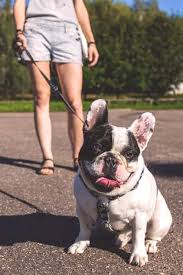 As tough and unique as your bulldog. How To Choose The Best French Bulldog Harness