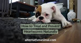 how to treat and prevent heartworms