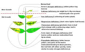Plant Deficiency Picture Diagram Aquatic Plant Central