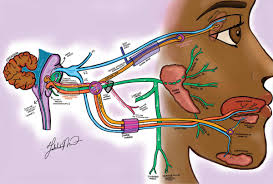 etiology and work up of nerve palsy