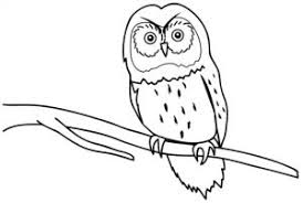 Burung hantu serak jawa atau barn owl memiliki ukuran yang sedang, sayap yang panjang dan bulat, dan ekor yang pendek. Ilmu Pengetahuan 1 Mewarnai Burung Hantu Kolase