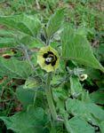 Flora of Zimbabwe: Genus page: Physalis