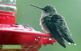 Interactive Map Hummingbird Migration