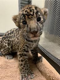 Jaguar is a solitary animal, lives, and hunts alone. Jaguar Cubs Join The Parade Of New Babies At Wildlife World Zoo Aquarium Safari Park Your Valley