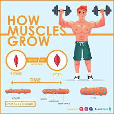 how muscles grow nuvovivo
