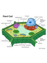 plant cell diagram packet tim s