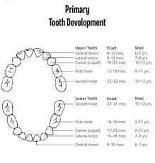 Losing Baby Teeth Chart Best Of Anatomy And Development Of