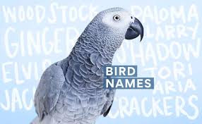 280 pet bird names for your feathery
