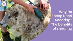 why do sheep need shearing the