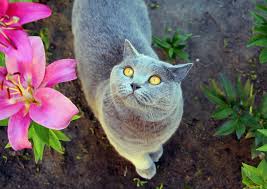 Are cats allergic to lily flowers / florist choice of flowers which will not include lilies as we are aware some people don t like the smell or have allergies flowers will be arranged as an aqua handtied in a / are cats allergic to lily flowers. Lilies And Cats The Lethal Lily Friendship Hospital For Animals