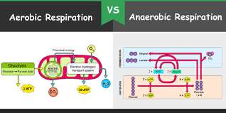 Cellular respiration is a set of metabolic reactions and processes that take place in the cells of organisms to convert chemical energy from oxygen molecules or nutrients into adenosine. Difference Between Aerobic And Anaerobic Respiration Bio Differences