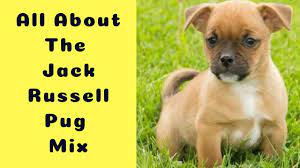 My name is sadie and i am 2 ½ years old jack russell /pug mix. All About The Jack Russell Pug Mix The Jug Facts Information Youtube