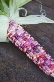 Glass Gem Corn The Corn So Beautiful