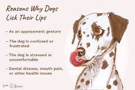 what it means when a dog licks its lips