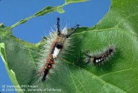 At an early stage of development, this caterpillar is a bright yellow. Western Tussock Moth Caterpillar