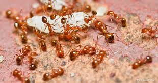 How To Get Rid Of Red Ants In The Garden