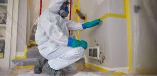 the best mold remediation contractors