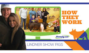 How They Work Lindner Show Pigs Showpig Com Online