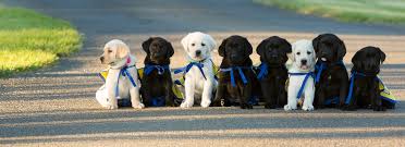 Download 10,924 group puppies images and stock photos. New Mexico Enchanted Chapter Canine Companions